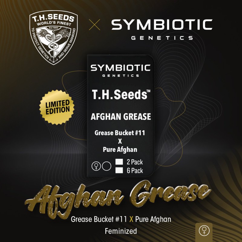 Afghan Grease von T.H. Seeds