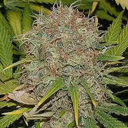 AK-48 von Sagarmatha Seeds