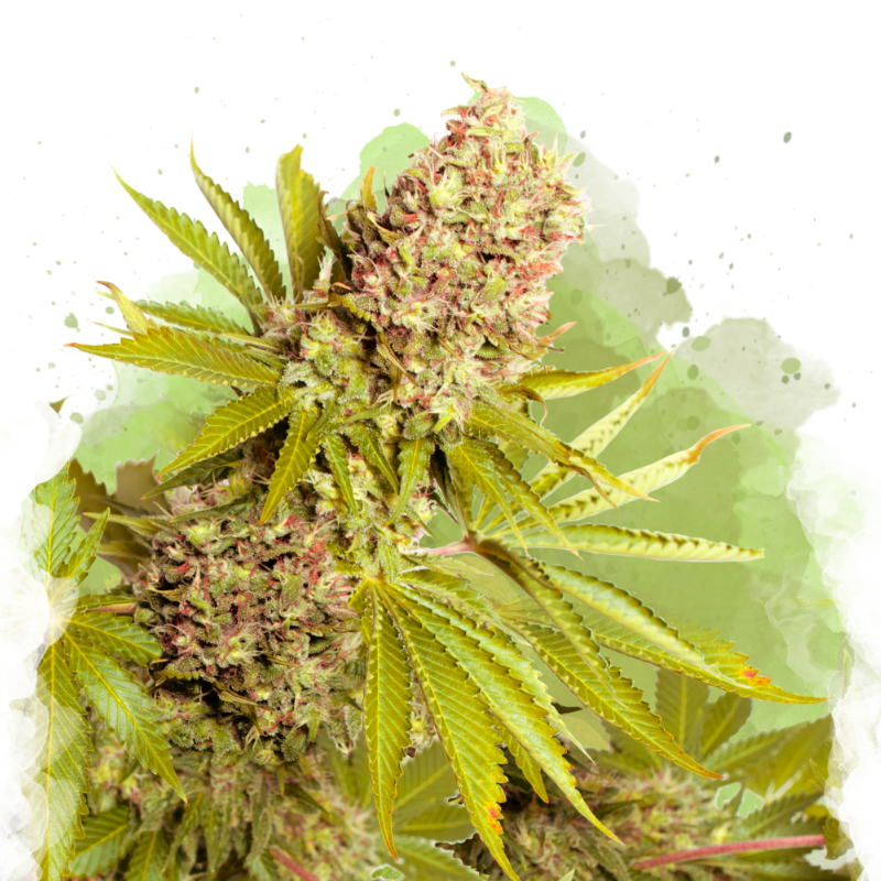 AK-48 Auto von Nirvana