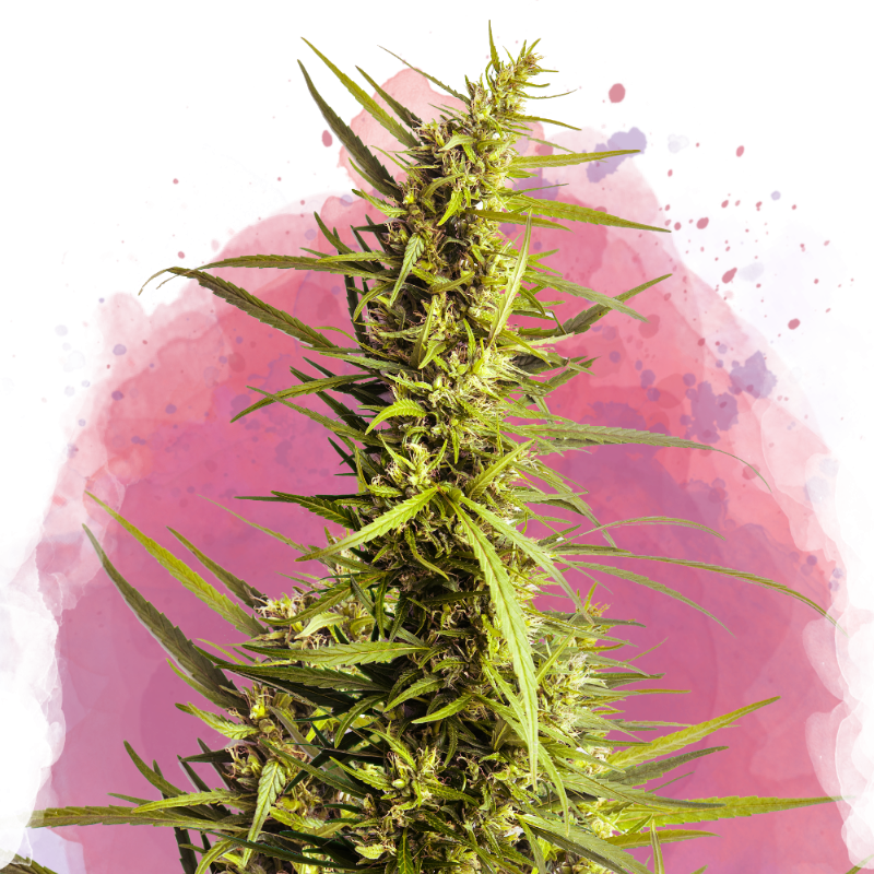 AK-48 von Nirvana