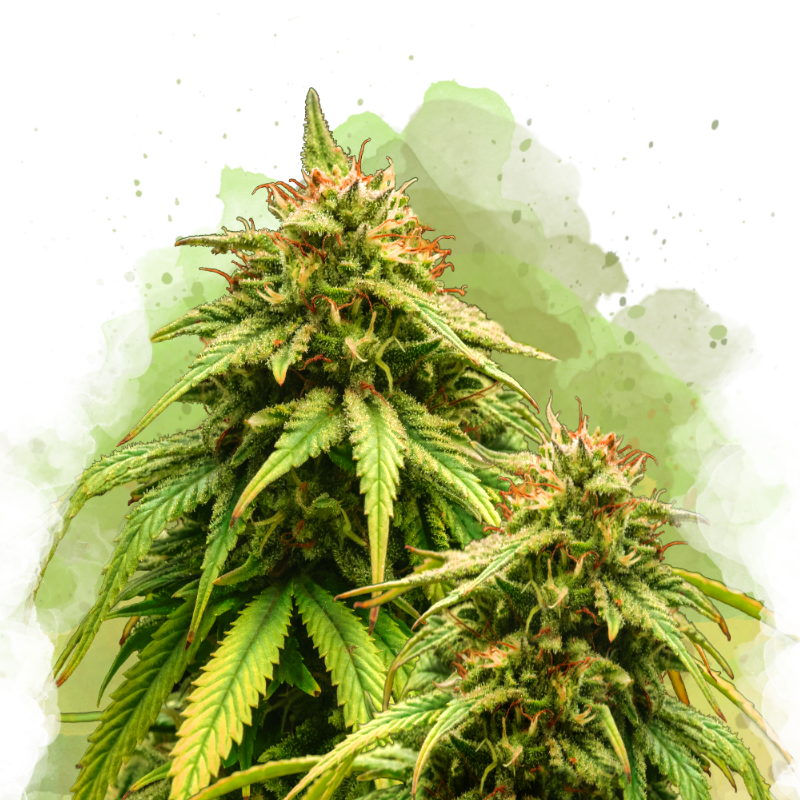 Amnesia Haze Auto von Nirvana