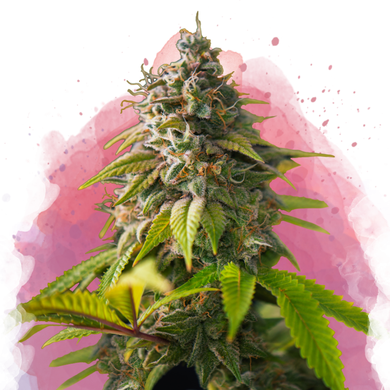 Amnesia Haze von Nirvana