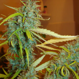 Angel Heart von Mr Nice