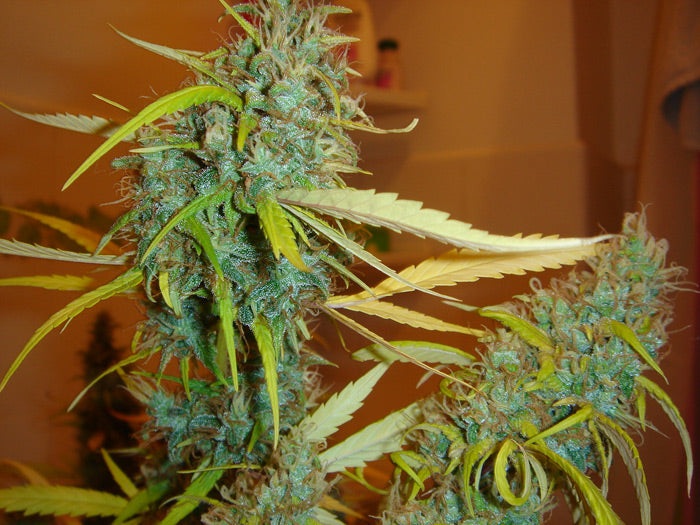 Angel Heart von Mr Nice