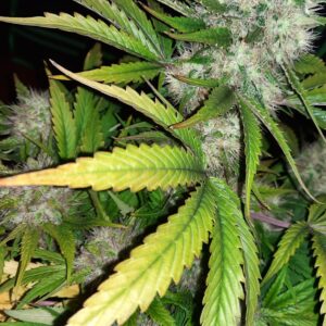 Angel's Breath von Mr Nice