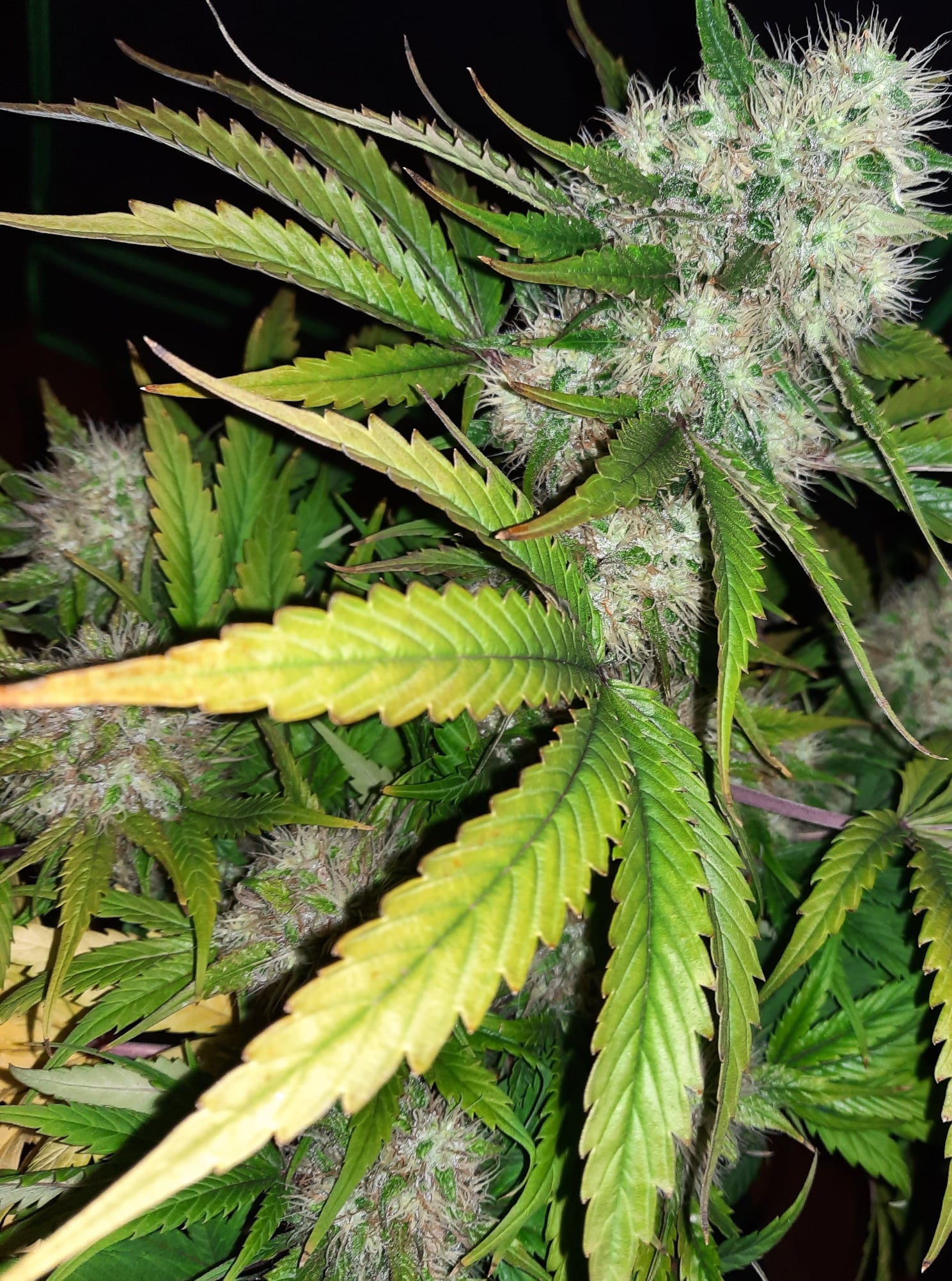 Angel's Breath von Mr Nice