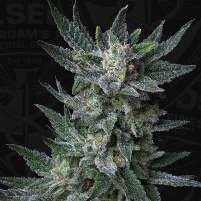 Auto Bubblegum von T.H. Seeds