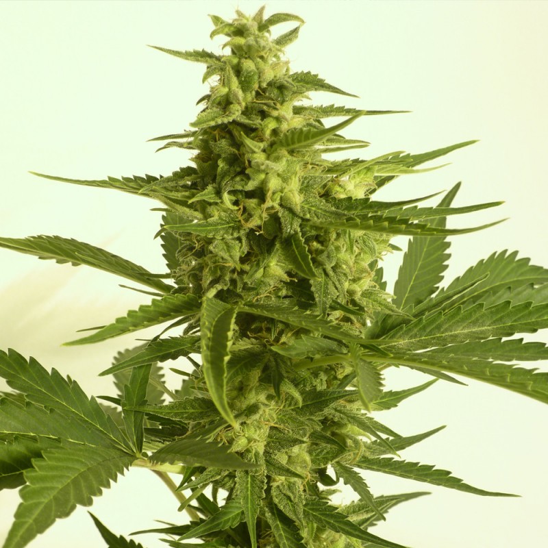 Auto Critical HOG von T.H. Seeds