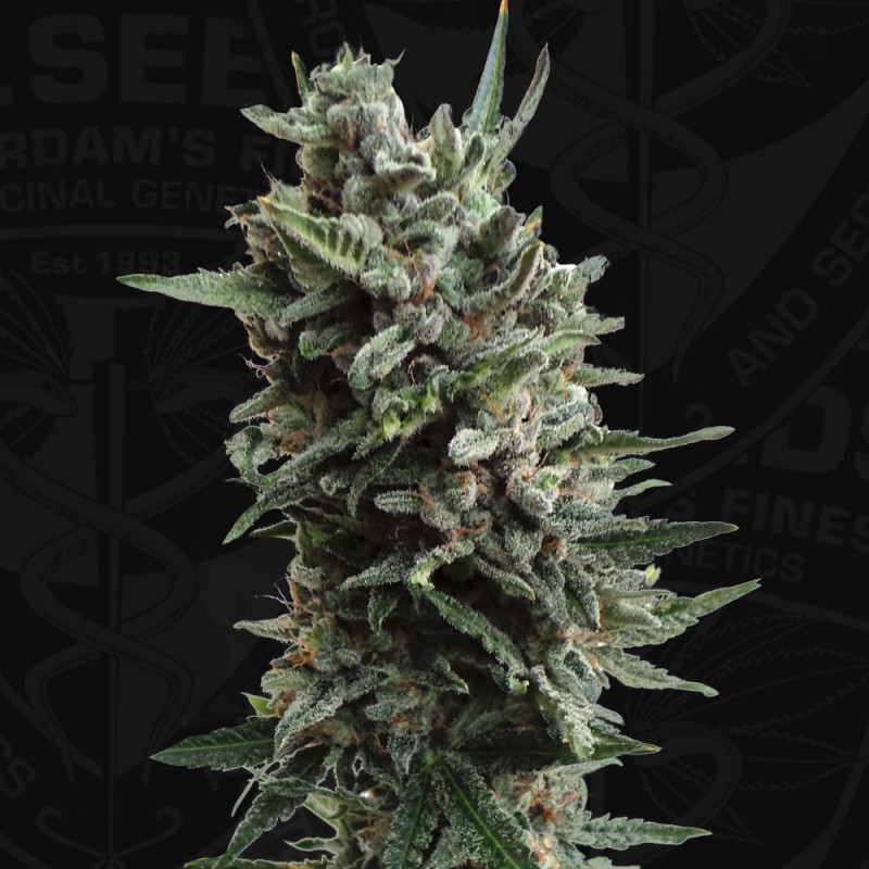 Auto Critical HOG von T.H. Seeds