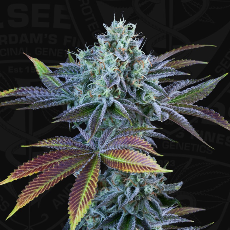 Auto French Cookies von T.H. Seeds