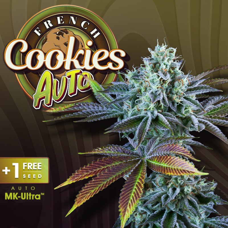 Auto French Cookies von T.H. Seeds