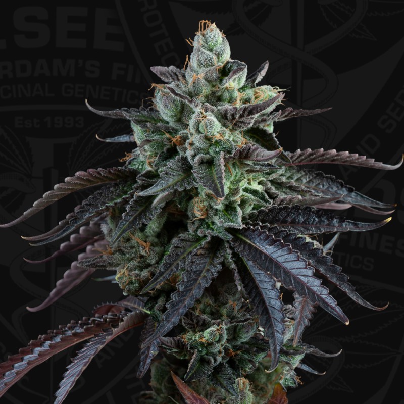 Auto French Macaron von T.H. Seeds