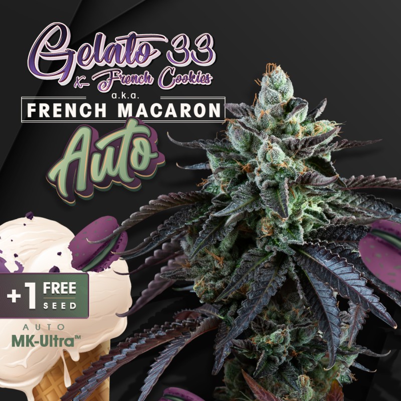 Auto French Macaron von T.H. Seeds