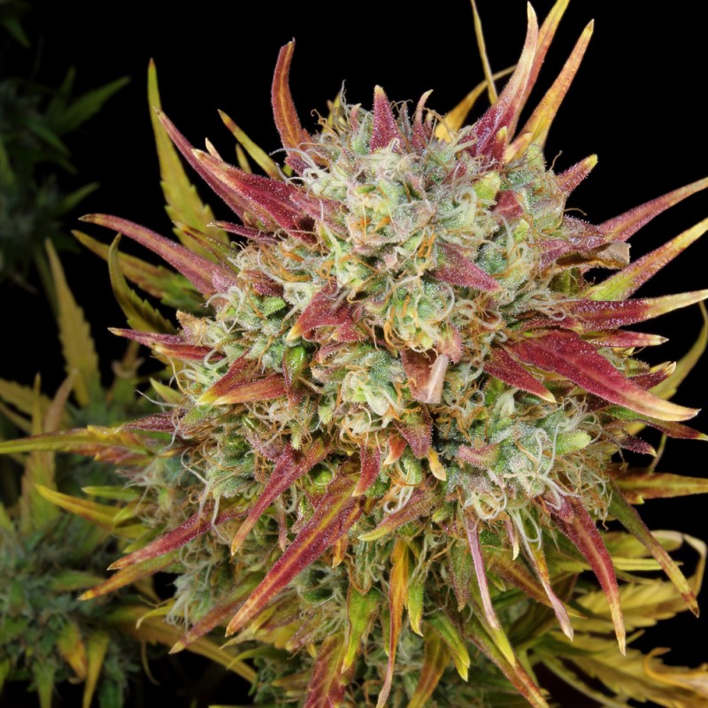 Auto MK-Ultra von T.H. Seeds
