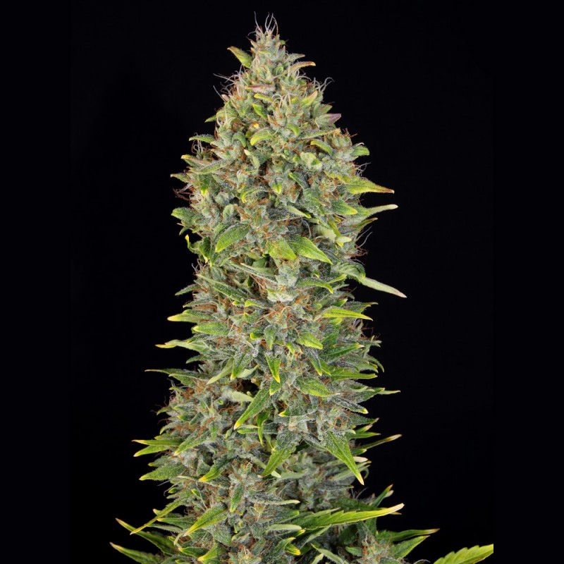 Auto MK-Ultra von T.H. Seeds