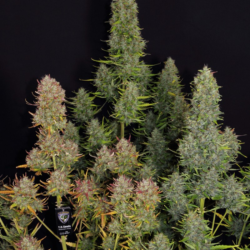 Auto MK-Ultra von T.H. Seeds