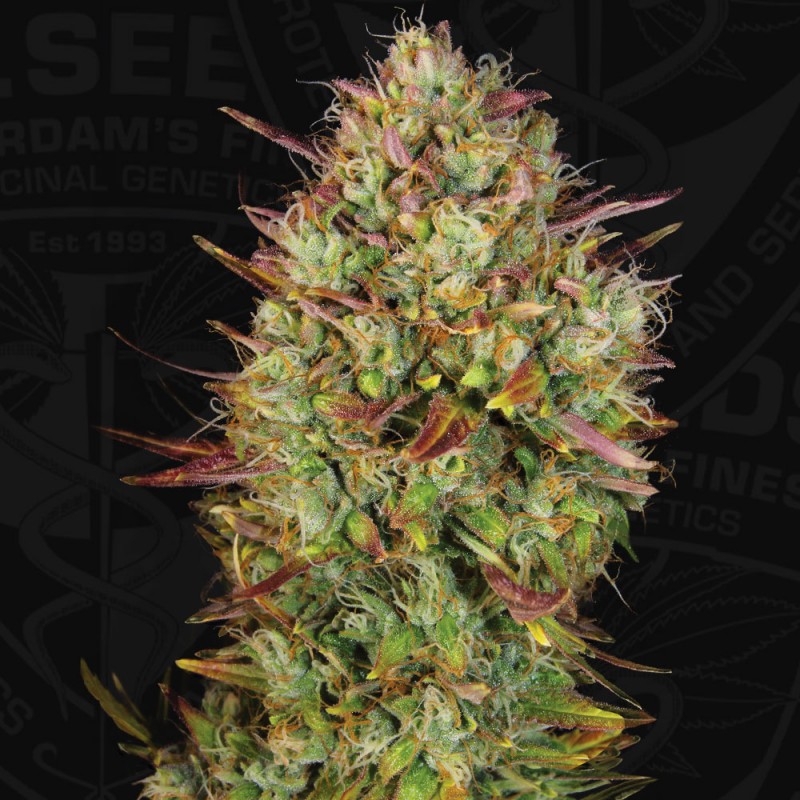 Auto MK-Ultra von T.H. Seeds