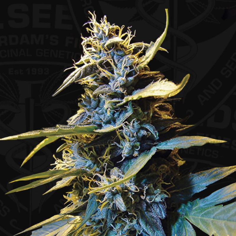 Auto Northern HOG von T.H. Seeds