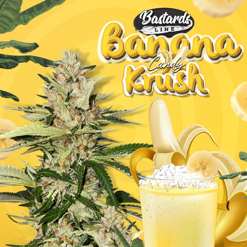 Banana Candy Krush von T.H. Seeds