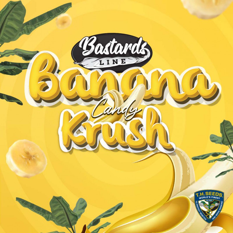 Banana Candy Krush von T.H. Seeds