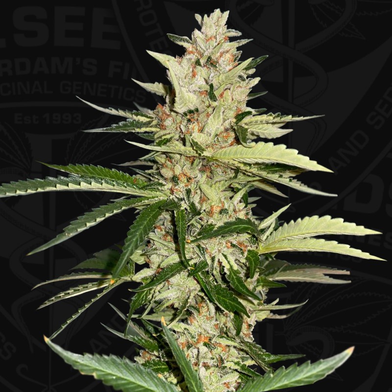 Banana Candy Krush von T.H. Seeds