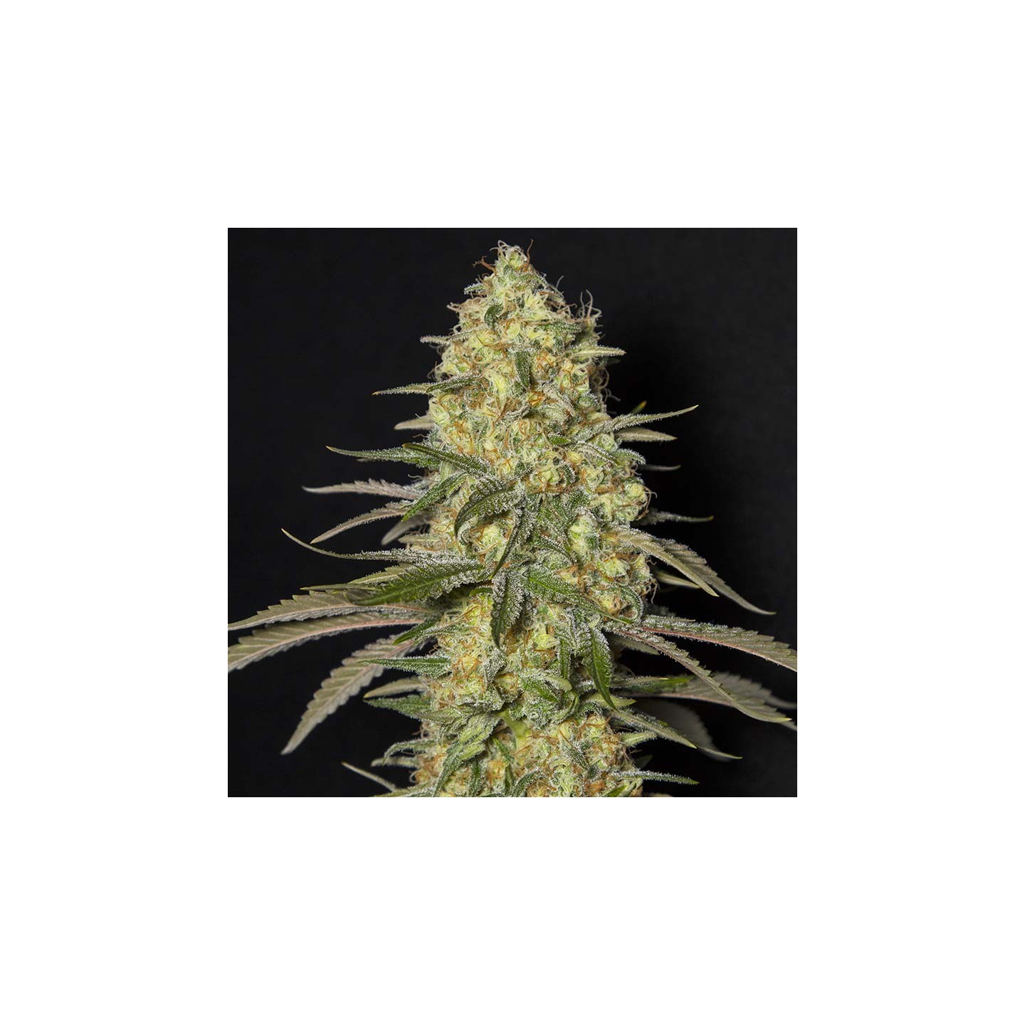 Black Dream von Eva Seeds