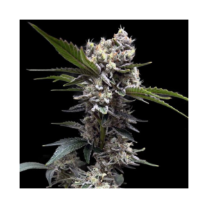 Black Runtz von Tanie Sianie Seeds