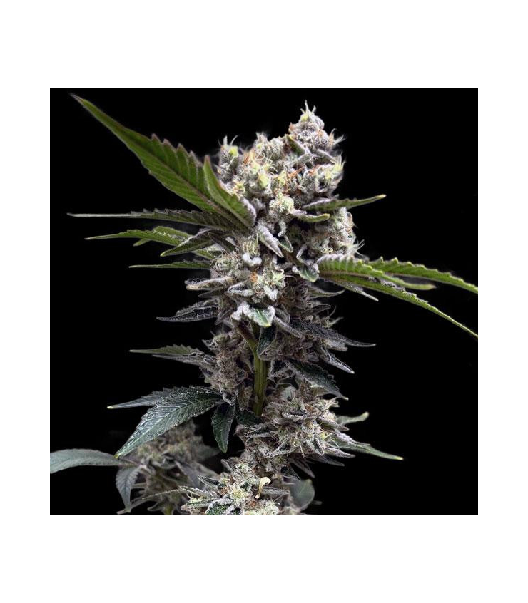 Black Runtz von Tanie Sianie Seeds