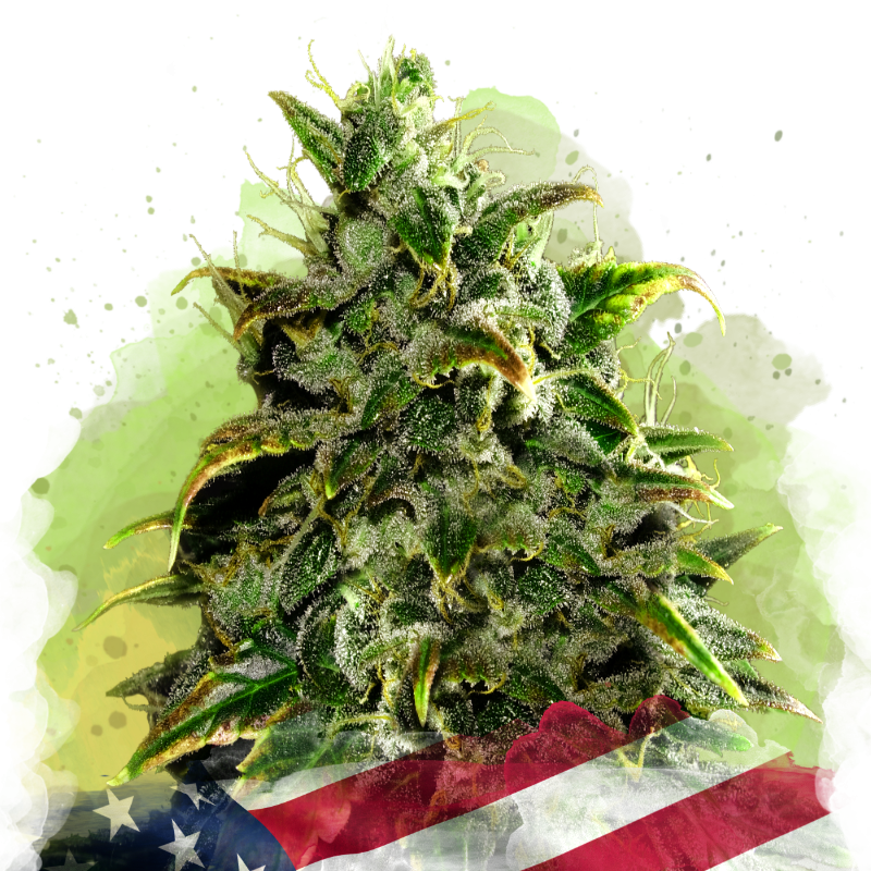 Blue Dream Auto von Nirvana