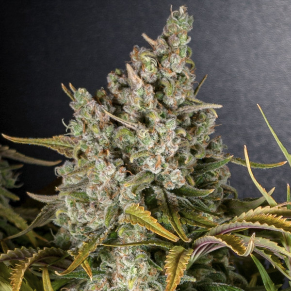 Bob’s Lambsbread von Cannapot Seeds
