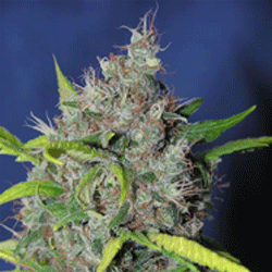 Bubbleberry von Sagarmatha Seeds