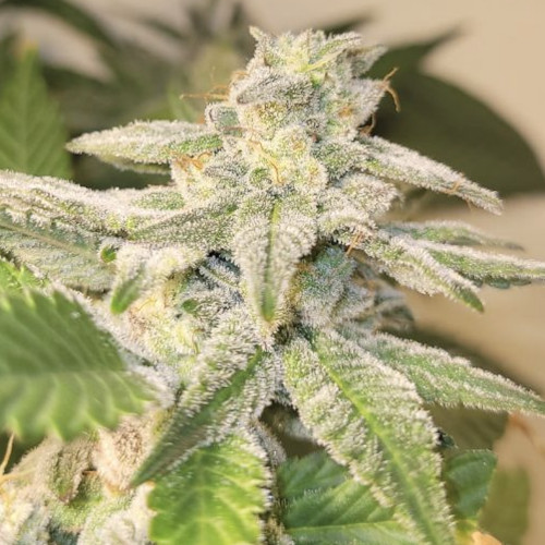 C99 F2 von Cannapot Seeds