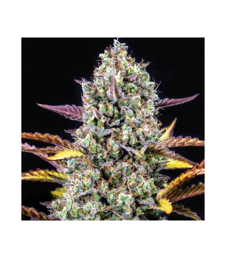 Cheesecake Auto von Tanie Sianie Seeds