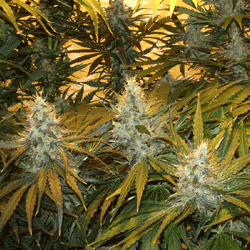 Chunky Cheeze von Sagarmatha Seeds