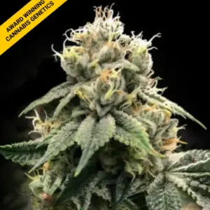 Chocolate Truffle Shuffle von DNA Genetics