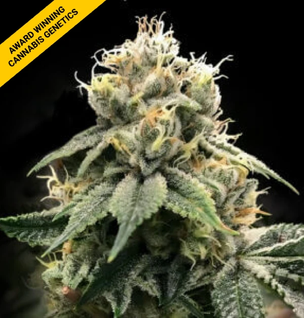 Chocolate Truffle Shuffle von DNA Genetics