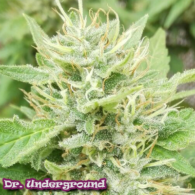 Sour Petroleum von Dr Underground