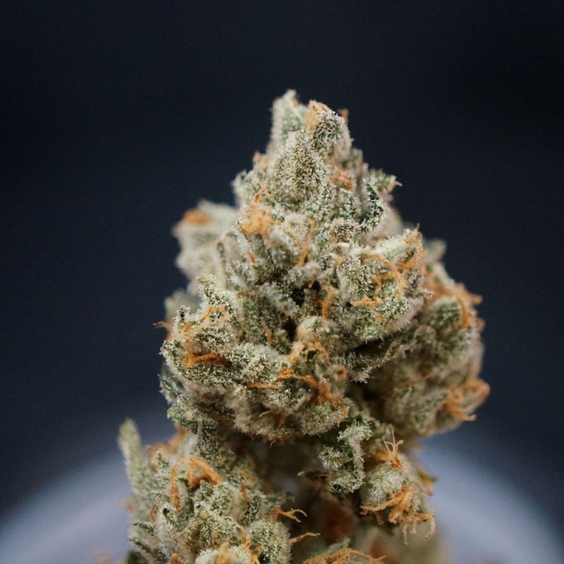 Citron Givré - Birthday Cake von T.H. Seeds
