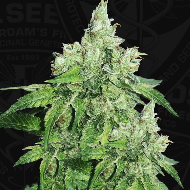 Citron Givré - Birthday Cake von T.H. Seeds