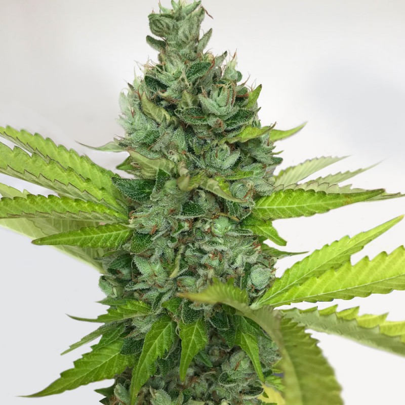 Citron Givré - Birthday Cake von T.H. Seeds