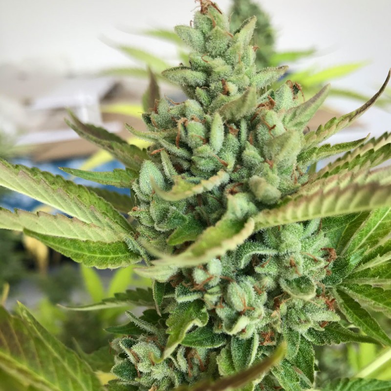 Citron Givré - Birthday Cake von T.H. Seeds