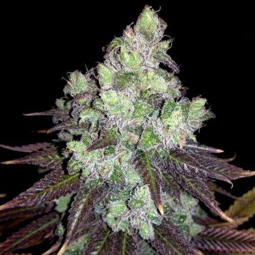 Colombian Thai von Cannapot Seeds
