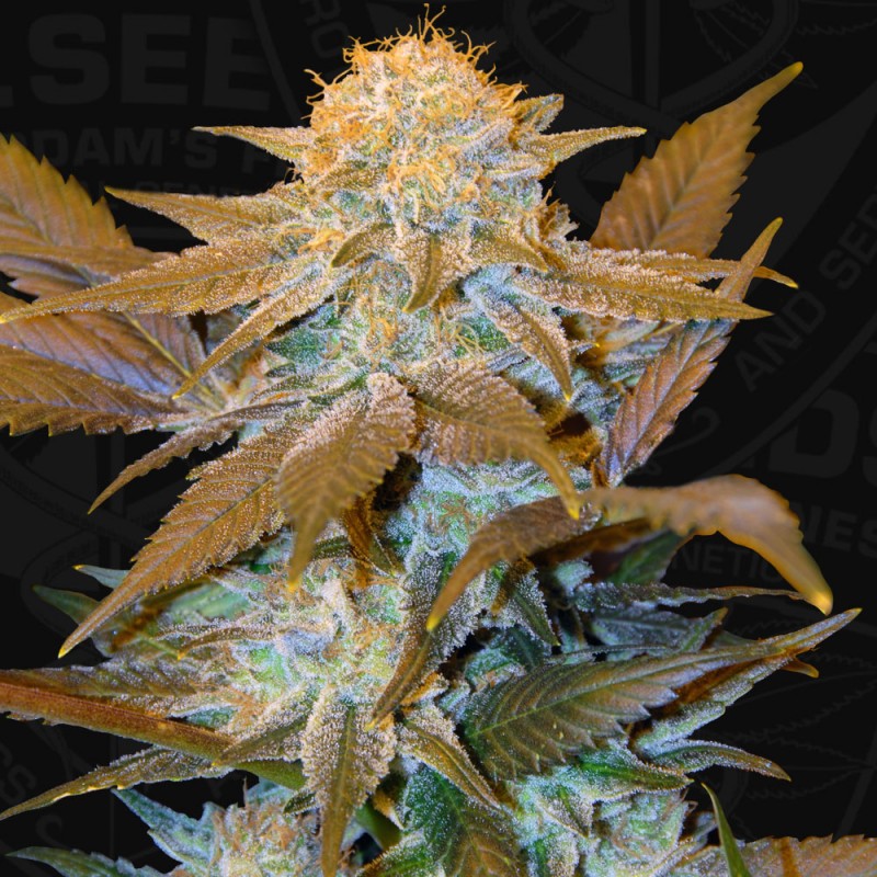 Critical HOG von T.H. Seeds