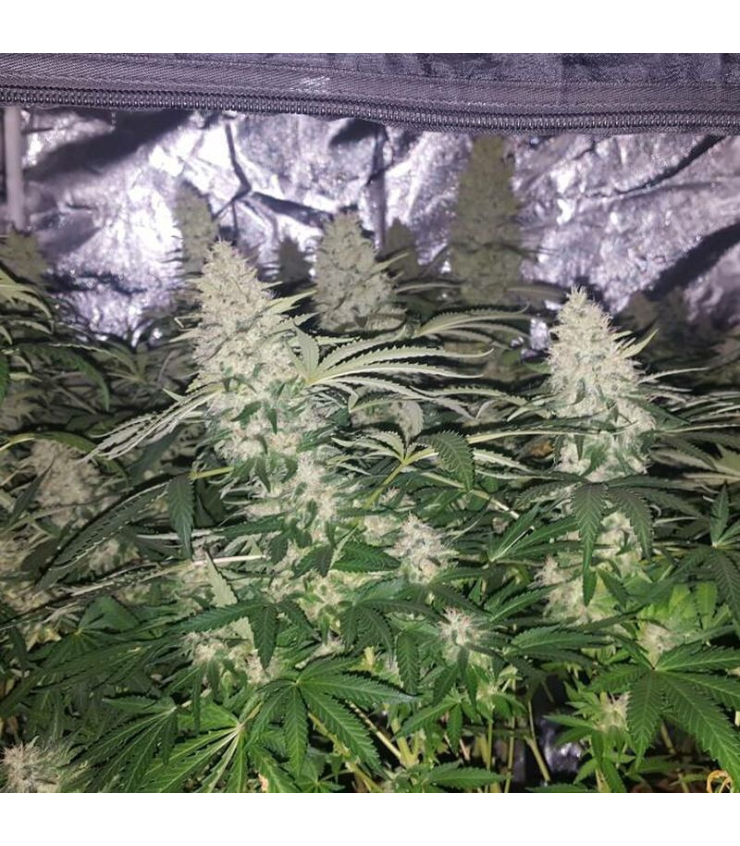 Critical Kush von Tanie Sianie Seeds