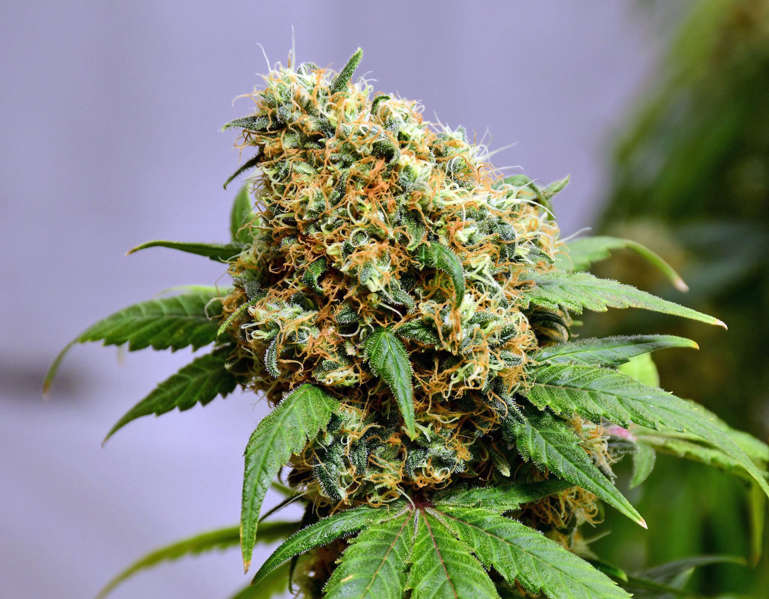 Critical Skunk von Mr Nice
