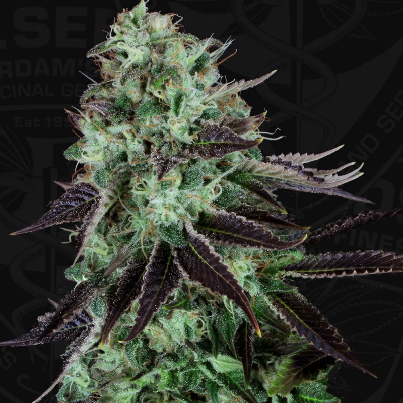 Darkstar von T.H. Seeds