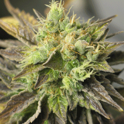 Strawberry D-Lite von Sagarmatha Seeds