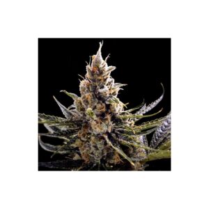24K Gold von DNA Genetics
