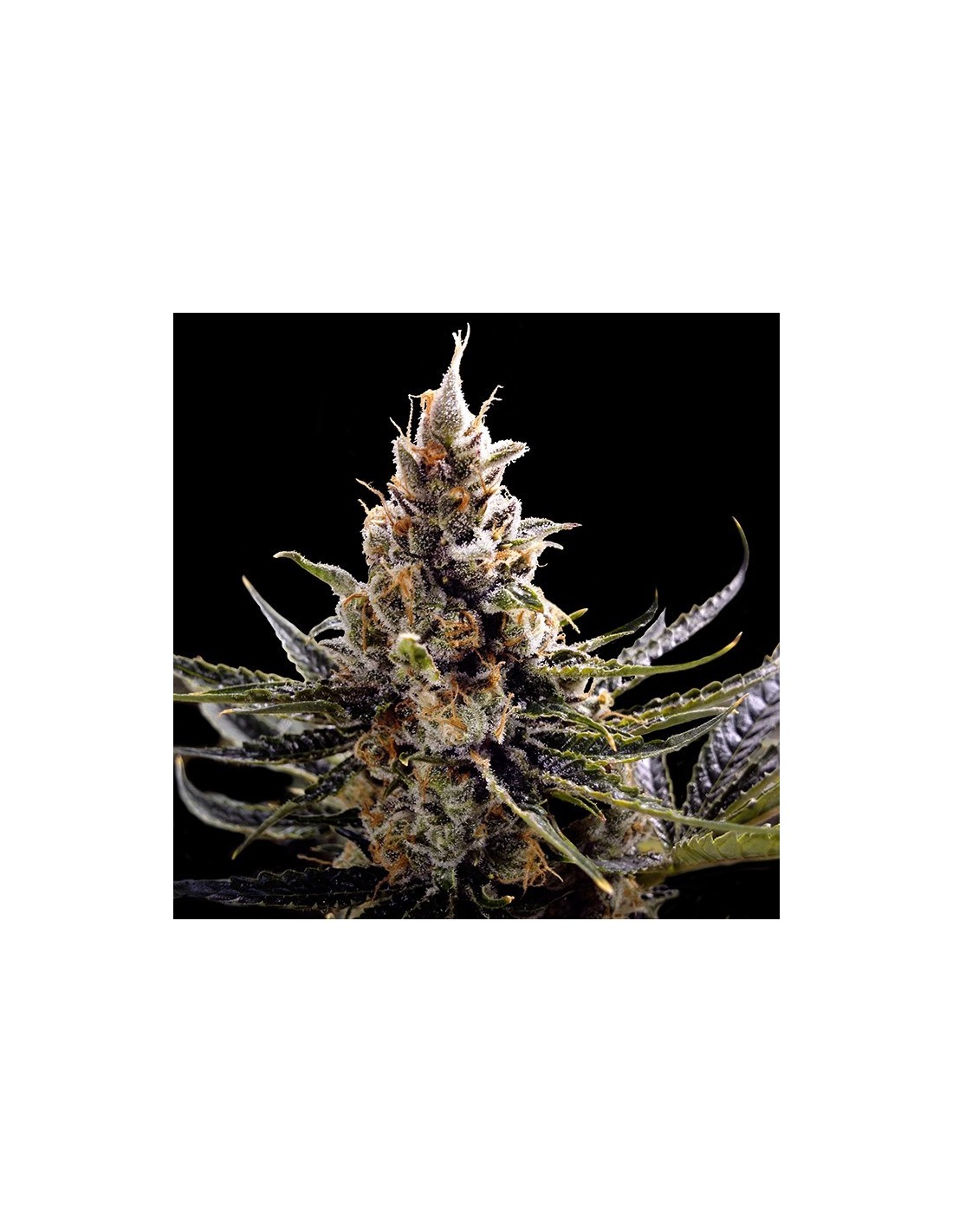 24K Gold von DNA Genetics