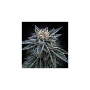 3Peat von DNA Genetics